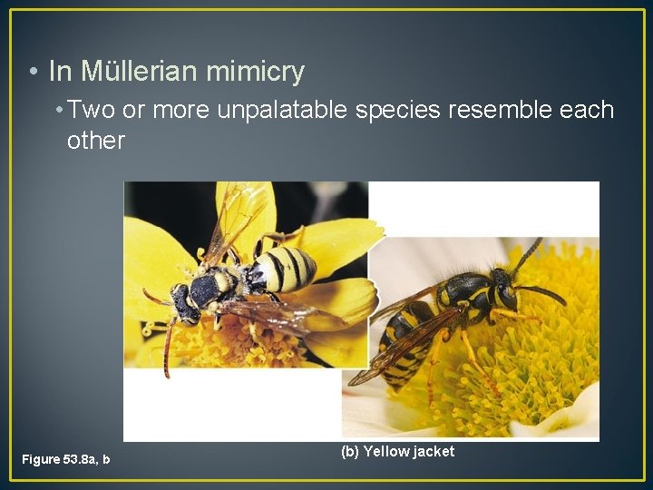  • In Müllerian mimicry • Two or more unpalatable species resemble each other