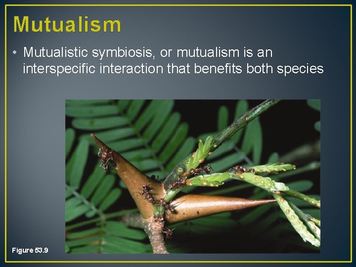 Mutualism • Mutualistic symbiosis, or mutualism is an interspecific interaction that benefits both species