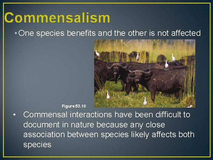 Commensalism • One species benefits and the other is not affected Figure 53. 10