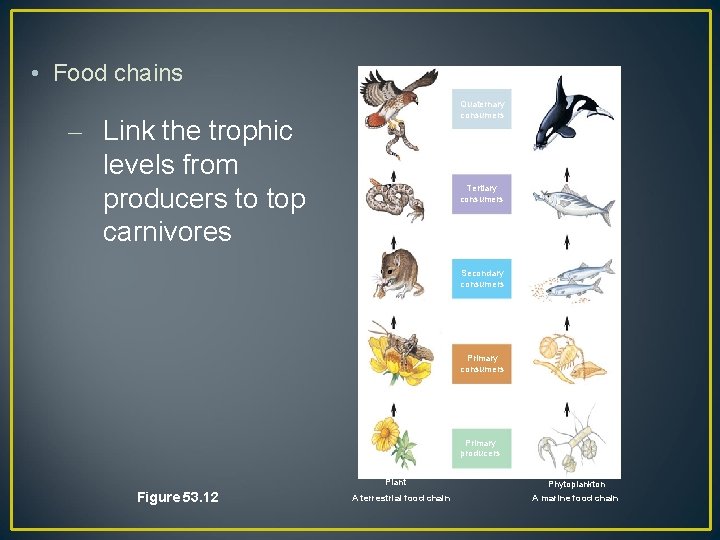  • Food chains – Link the trophic levels from producers to top carnivores