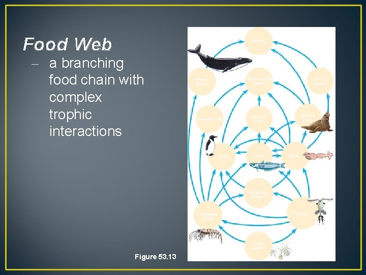 Food Web Humans – a branching food chain with complex trophic interactions Smaller toothed