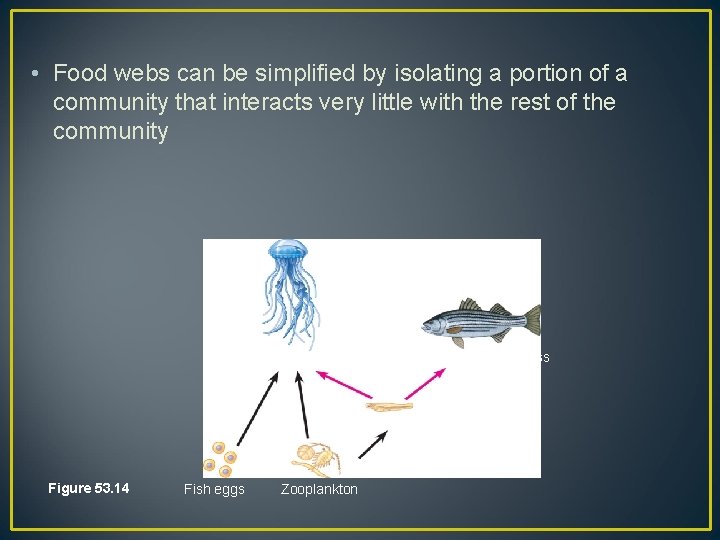  • Food webs can be simplified by isolating a portion of a community
