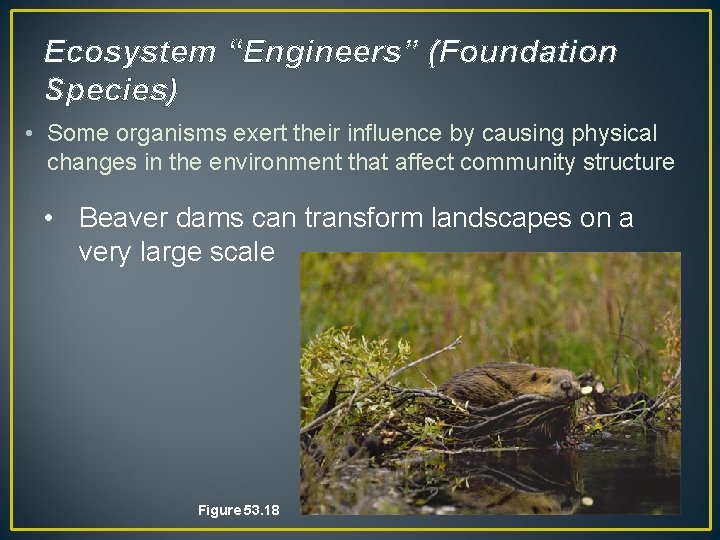 Ecosystem “Engineers” (Foundation Species) • Some organisms exert their influence by causing physical changes