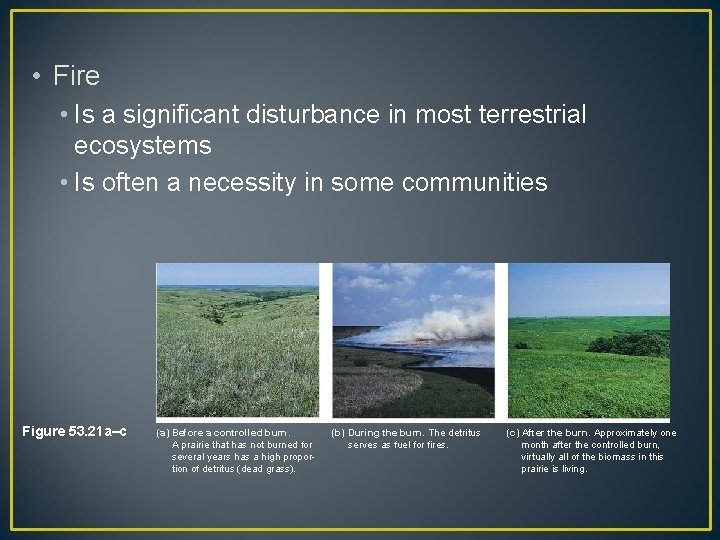  • Fire • Is a significant disturbance in most terrestrial ecosystems • Is