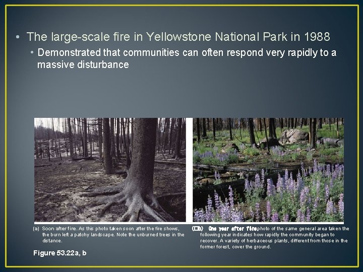  • The large-scale fire in Yellowstone National Park in 1988 • Demonstrated that