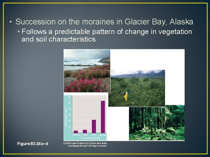  • Succession on the moraines in Glacier Bay, Alaska • Follows a predictable