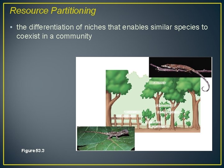 Resource Partitioning • the differentiation of niches that enables similar species to coexist in