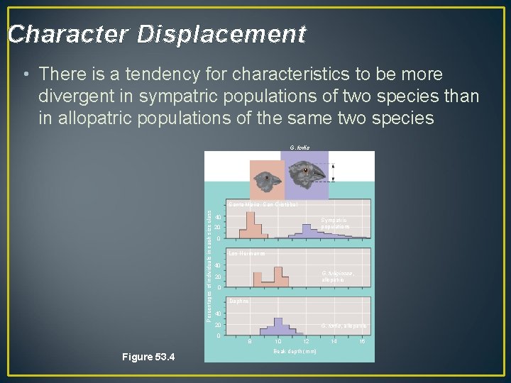Character Displacement • There is a tendency for characteristics to be more divergent in