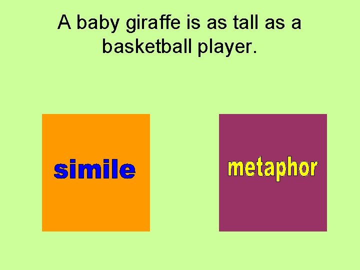 A baby giraffe is as tall as a basketball player. 