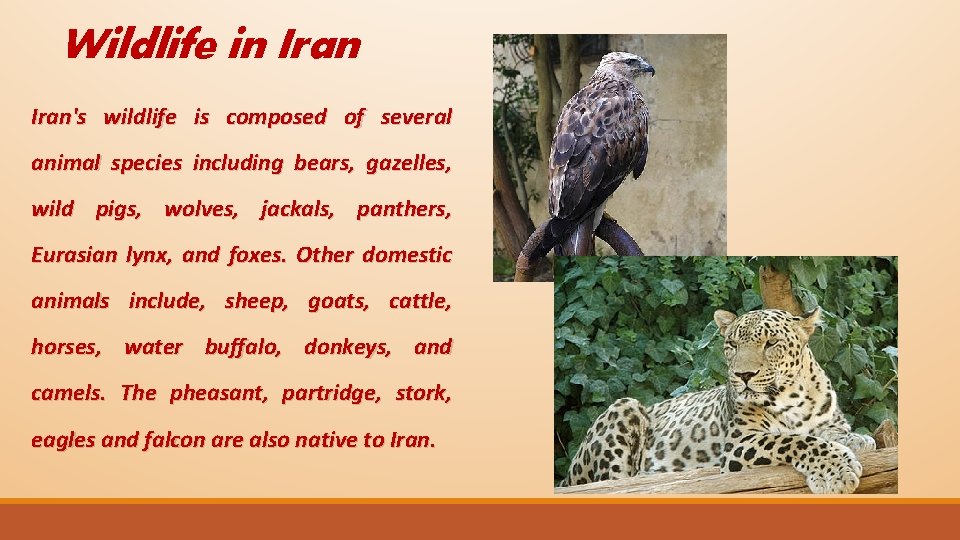 Wildlife in Iran's wildlife is composed of several animal species including bears, gazelles, wild