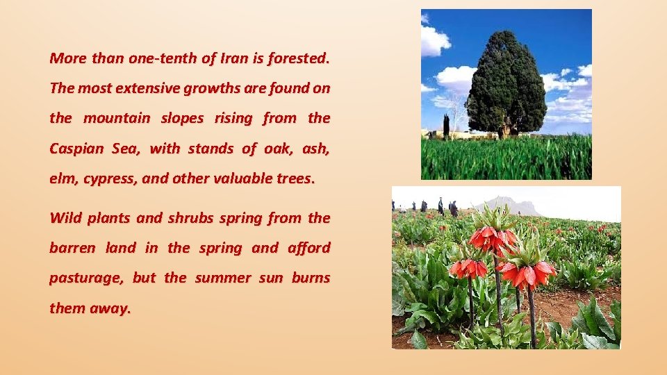 More than one-tenth of Iran is forested. The most extensive growths are found on