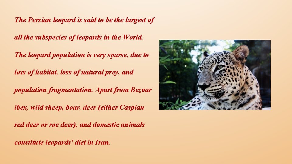 The Persian leopard is said to be the largest of all the subspecies of