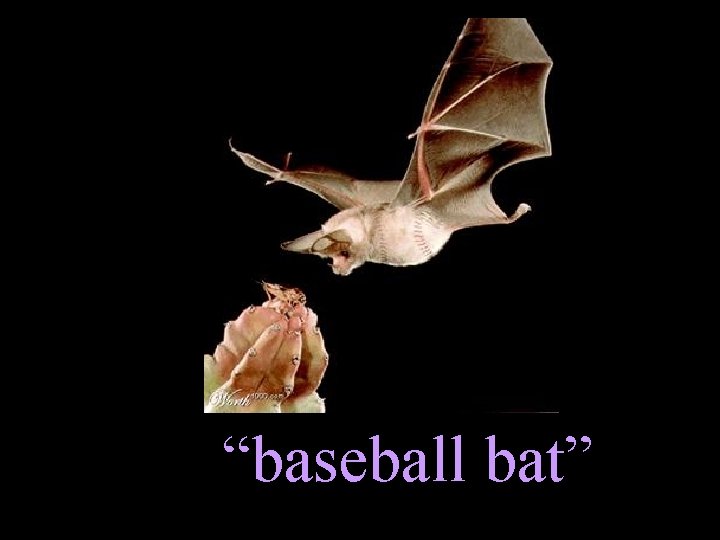 “baseball bat” 