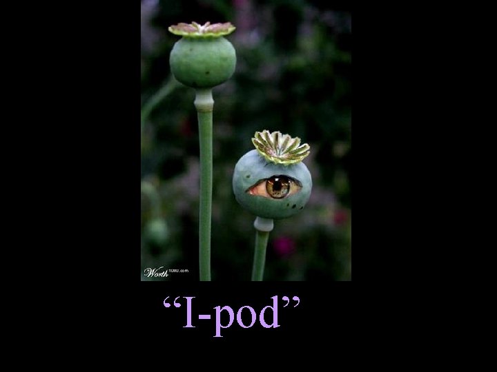 “I-pod” 