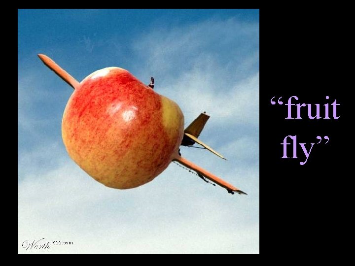 “fruit fly” 