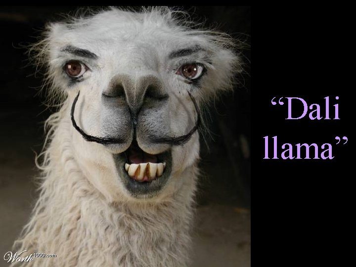 “Dali llama” 