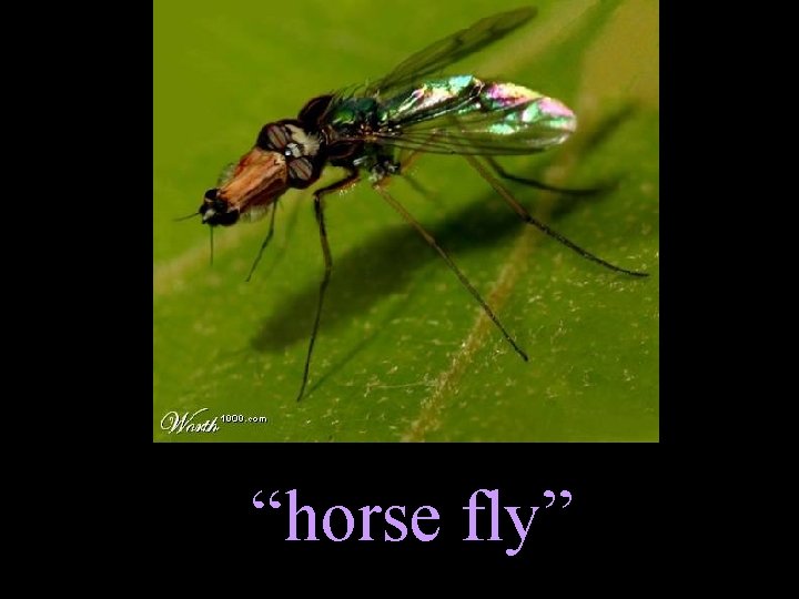 “horse fly” 