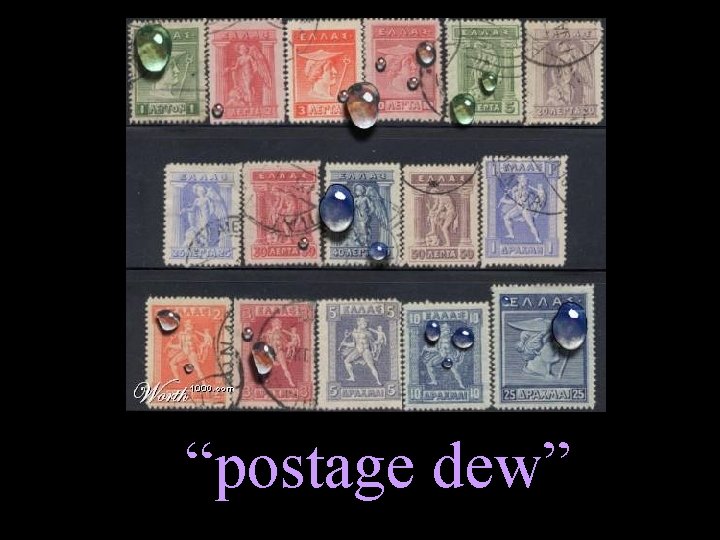 “postage dew” 