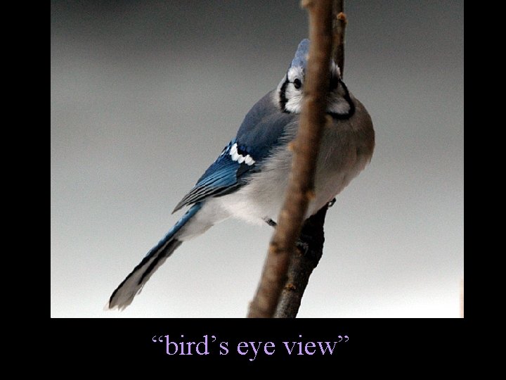 “bird’s eye view” 