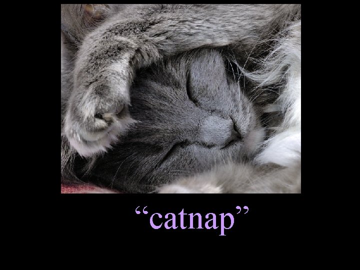 “catnap” 