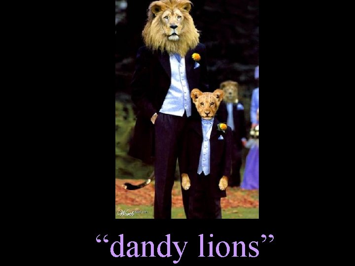 “dandy lions” 