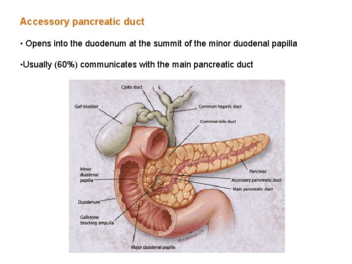 Accessory pancreatic duct • Opens into the duodenum at the summit of the minor