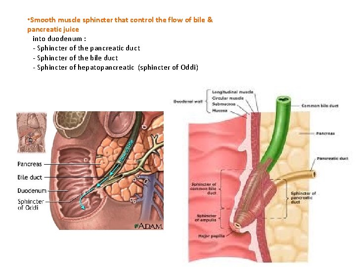  • Smooth muscle sphincter that control the flow of bile & pancreatic juice