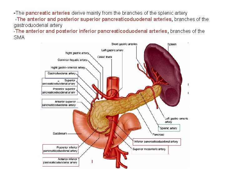 -The pancreatic arteries derive mainly from the branches of the splenic artery -The anterior