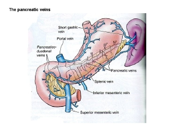 The pancreatic veins The pancreatic veins