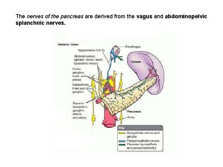 The nerves of the pancreas are derived from the vagus and abdominopelvic splanchnic nerves. The nerves of the pancreas are derived from the vagus and abdominopelvic splanchnic nerves.