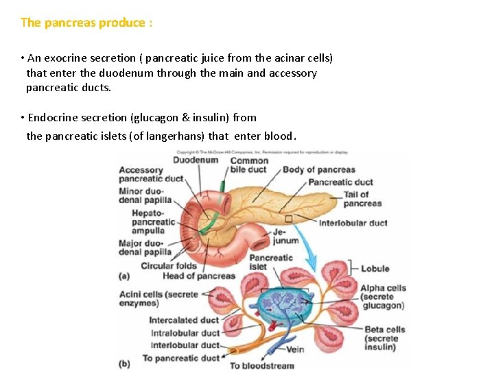 The pancreas produce : • An exocrine secretion ( pancreatic juice from the acinar