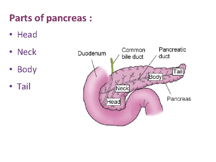 Parts of pancreas : • Head • Neck • Body • Tail 