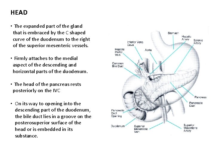 HEAD • The expanded part of the gland that is embraced by the C