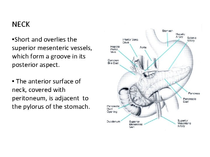 NECK • Short and overlies the superior mesenteric vessels, which form a groove in NECK • Short and overlies the superior mesenteric vessels, which form a groove in