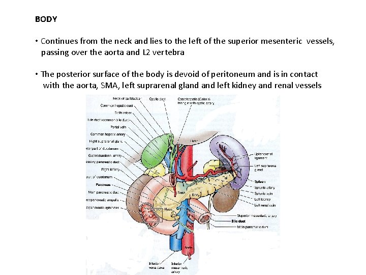 BODY • Continues from the neck and lies to the left of the superior BODY • Continues from the neck and lies to the left of the superior