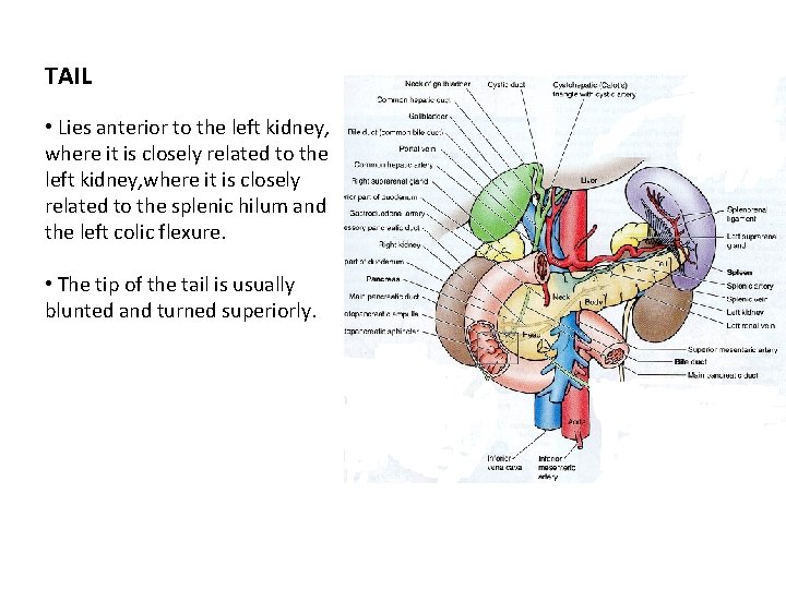 TAIL • Lies anterior to the left kidney, where it is closely related to
