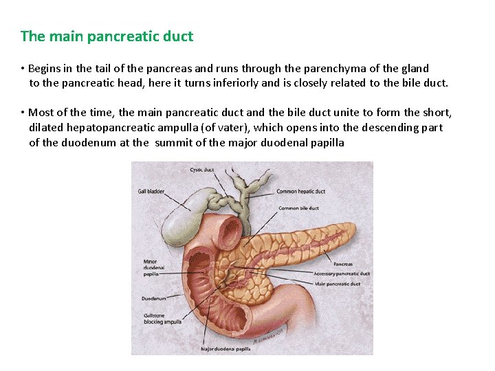 The main pancreatic duct • Begins in the tail of the pancreas and runs