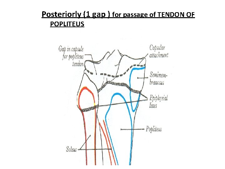 Posteriorly (1 gap ) for passage of TENDON OF POPLITEUS 