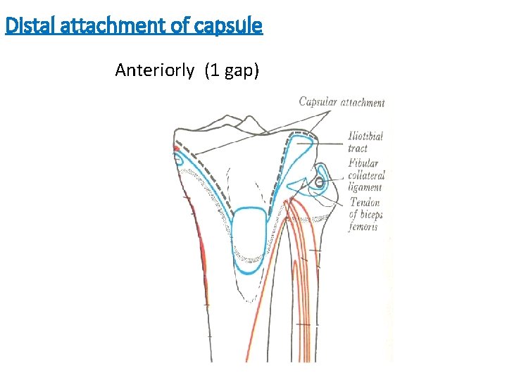 Distal attachment of capsule Anteriorly (1 gap) 