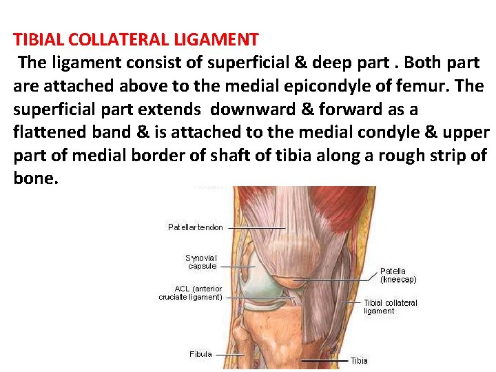 TIBIAL COLLATERAL LIGAMENT The ligament consist of superficial & deep part. Both part are