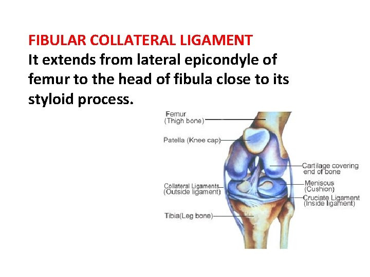 FIBULAR COLLATERAL LIGAMENT It extends from lateral epicondyle of femur to the head of