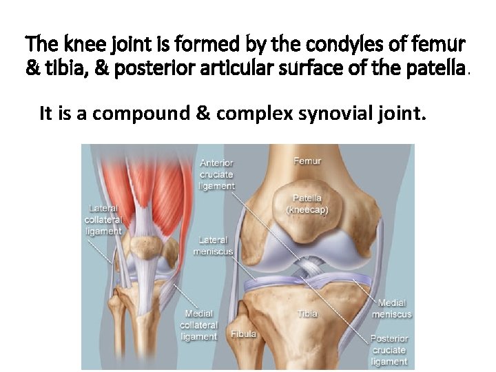 The knee joint is formed by the condyles of femur & tibia, & posterior