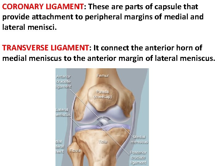 CORONARY LIGAMENT: These are parts of capsule that provide attachment to peripheral margins of