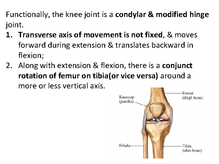Functionally, the knee joint is a condylar & modified hinge joint. 1. Transverse axis