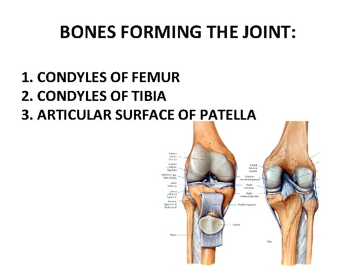 BONES FORMING THE JOINT: 1. CONDYLES OF FEMUR 2. CONDYLES OF TIBIA 3. ARTICULAR