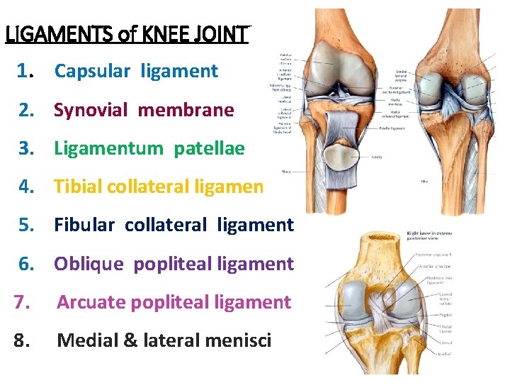 LIGAMENTS of KNEE JOINT 1. Capsular ligament 2. Synovial membrane 3. Ligamentum patellae 4.