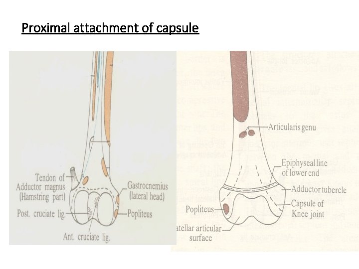 Proximal attachment of capsule 