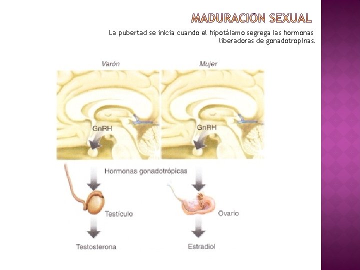 La pubertad se inicia cuando el hipotálamo segrega las hormonas liberadoras de gonadotropinas. 