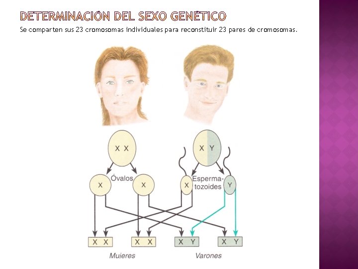 Se comparten sus 23 cromosomas individuales para reconstituir 23 pares de cromosomas. 