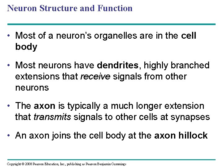 Neuron Structure and Function • Most of a neuron’s organelles are in the cell